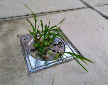 High angle view of plant