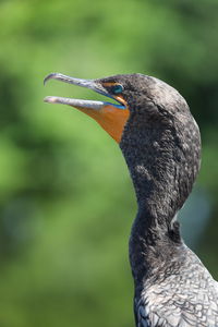 Close-up of a bird looking away