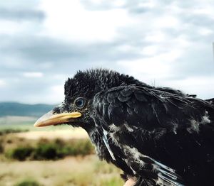 Close-up of a bird looking away