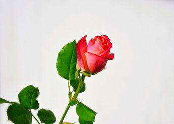 Close-up of rose against white background