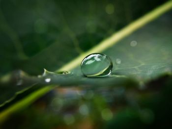 Close-up of raindrops on leaf