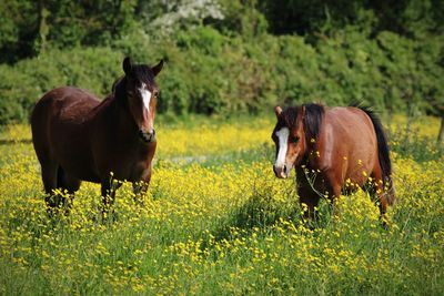 Horse standing on field