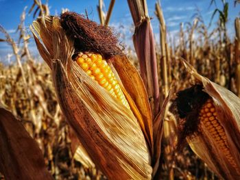 Close-up of corn on field against sky