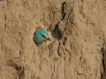 Close-up of blue bird perching on wall