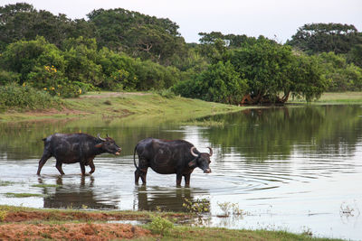 Horses on a lake