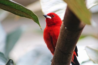 Close-up of a bird perching on branch