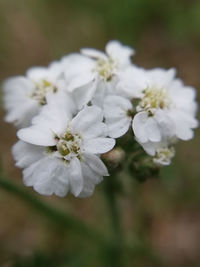 Close-up of white flowering plant