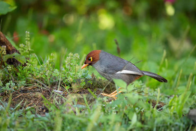 Close-up of a bird perching on a field