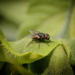 Close-up of fly on leaf