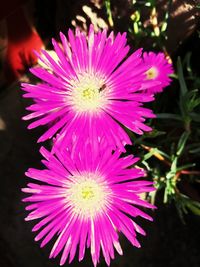 Close-up of pink flower