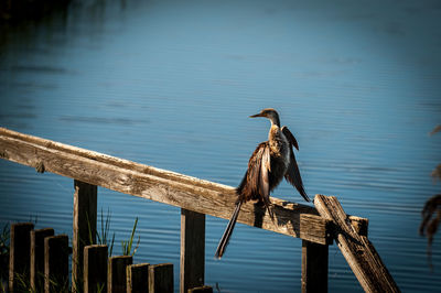 Bird perching on railing by lake