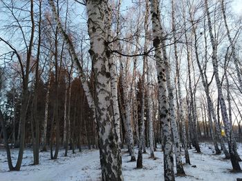 Bare trees on snow covered land