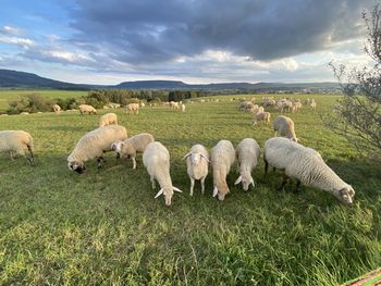 Sheep in a field