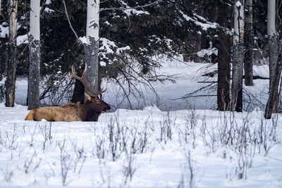 View of deer on snow covered field