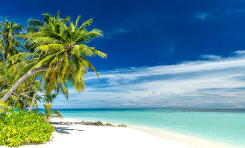 Palm trees on beach against sky