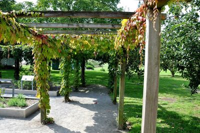 Trees and plants in park