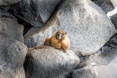 California dreamin, groundhog in the sequoia national park 