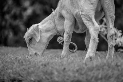 Close-up of dog on field