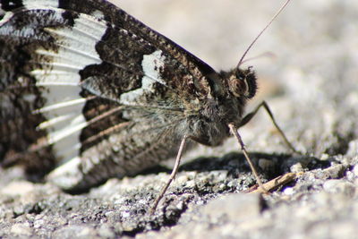 Close-up of butterfly on rock