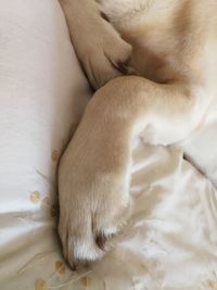 Close-up of dog sleeping on bed