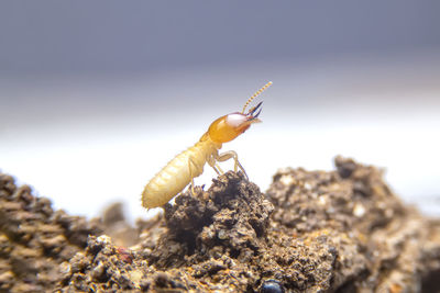 Close-up of insect on rock