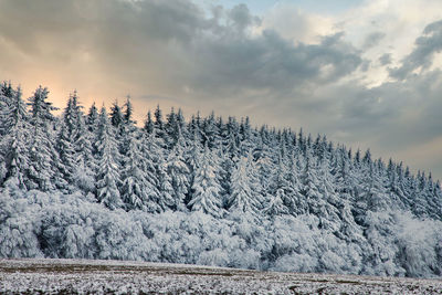 Snow covered land and trees against sky