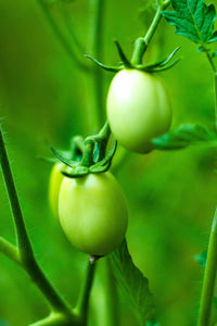 Green tomatoes on the tree