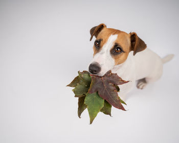 Close-up of a dog over white background