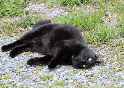 Cat lying on ground