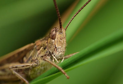 Close-up of insect