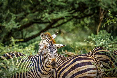Zebras in a forest