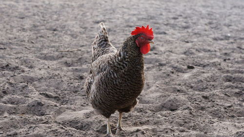 Rooster on sand