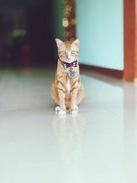 Portrait of cat sitting on floor