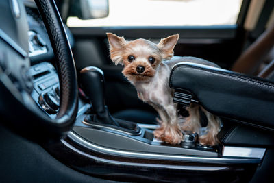 Close-up of dog in car