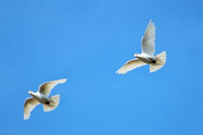 Low angle view of seagulls flying against clear blue sky