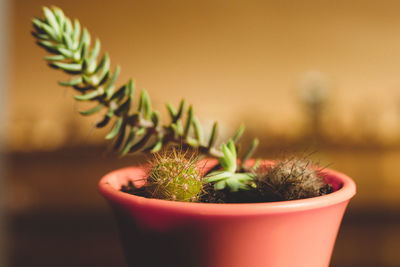 Close-up of potted plant