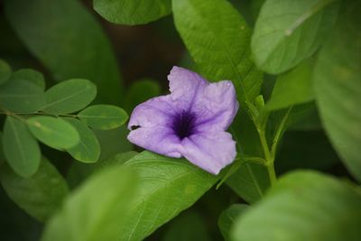 Close-up of purple flowering plant