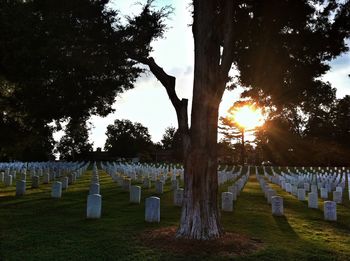 Sun shining through trees