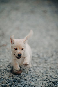 Portrait of dog on land