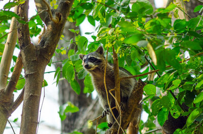 Low angle view of raccoon on tree