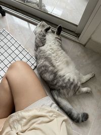 High angle view of cat sleeping on floor