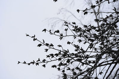 Low angle view of silhouette birds flying against sky