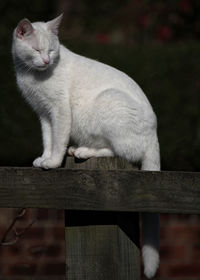 White cat sitting on railing