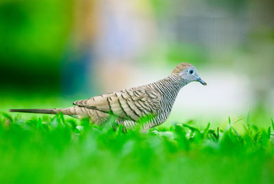 Close-up of bird perching on leaf