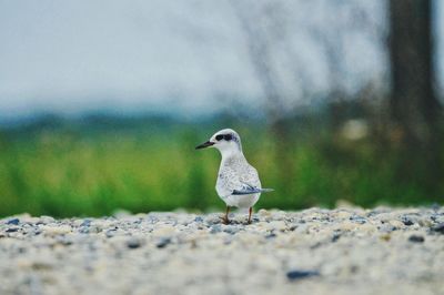 Close-up of bird perching on rock