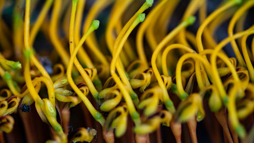 Full frame shot of yellow flowering plants