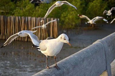 Seagulls flying against the sea