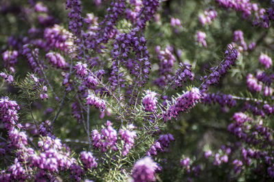 Close-up of purple flowers blooming outdoors