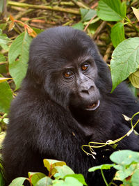 The huge silverback in bwindi impenetrable forest, uganda.