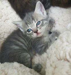 Close-up portrait of a cat